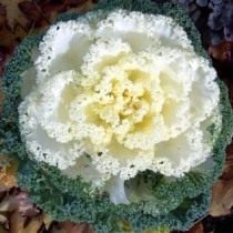 Декоративная капуста сорт Нагоя белый (Nagoya White) Декоративная капуста сорт Нагоя белый (Nagoya White)