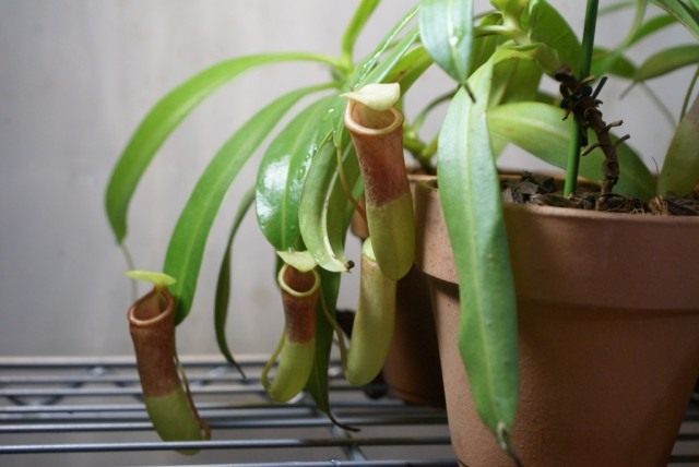 Непентес (Nepenthes ventricosa) Непентес (Nepenthes ventricosa)
