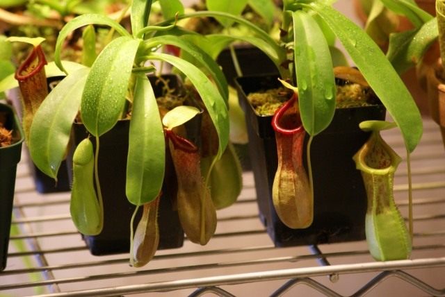 Гибрид Непентеса (N. ventricosa x N. spathulata). © i- saint Гибрид Непентеса (N. ventricosa x N. spathulata)