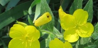 Энотера, или Ослинник (Oenothera)
