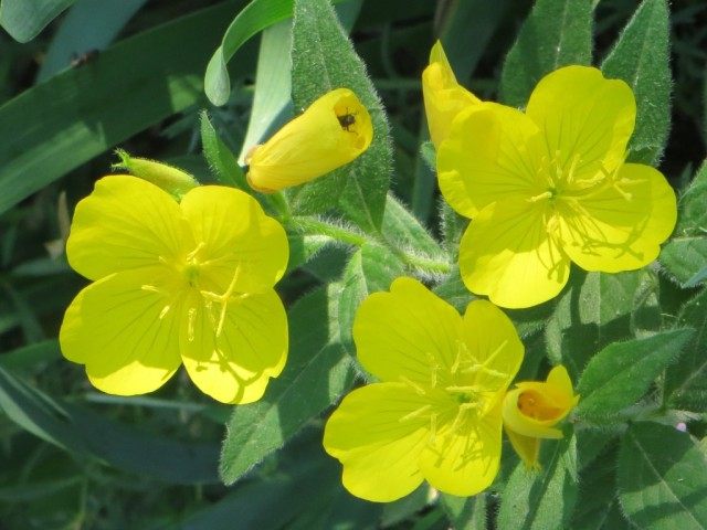 Энотера, или Ослинник (Oenothera) Энотера, или Ослинник (Oenothera)
