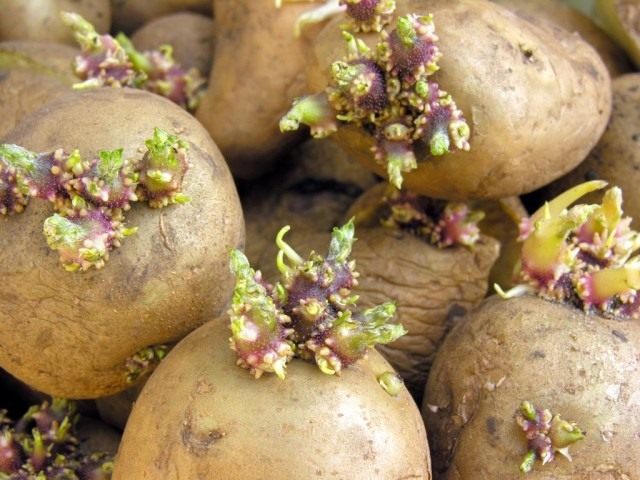 Проверьте семенной картофель Проверьте семенной картофель