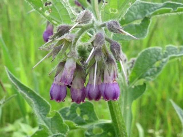 Foto Comfrey – 314167.info