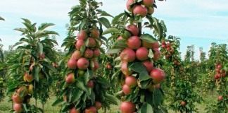 Колонновидные яблони