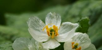 Двулистник — прозрачный цветок