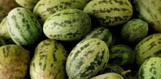 Огурдыня — «гибрид» огурца и дыни