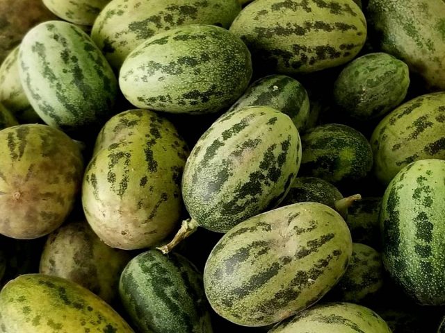 Огурдыня — «гибрид» огурца и дыни Огурдыня — «гибрид» огурца и дыни