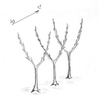 Рис. 1. Карликовые яблони с двумя колонновидными побегами