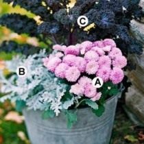 Схема 1: . А. Розовая хризантема 'Soft Cheryl'; B. Цинерария приморская; C. Декоративная капуста «Redbor». Схема 1: . А. Розовая хризантема 'Soft Cheryl'; B. Цинерария приморская; C. Декоративная капуста «Redbor».