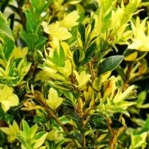 Самшит «Latifolia maculata» Самшит «Latifolia maculata»