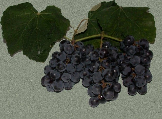 Виноград сорт Изабелла