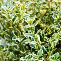 Самшит «Marginata» Самшит «Marginata»