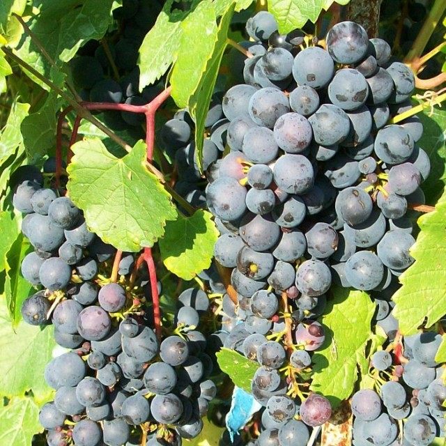 Виноград сорт Мариновский Виноград сорт Мариновский