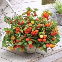 Декоративный физалис Декоративный физалис