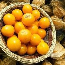Физалис Флоридский Физалис Флоридский
