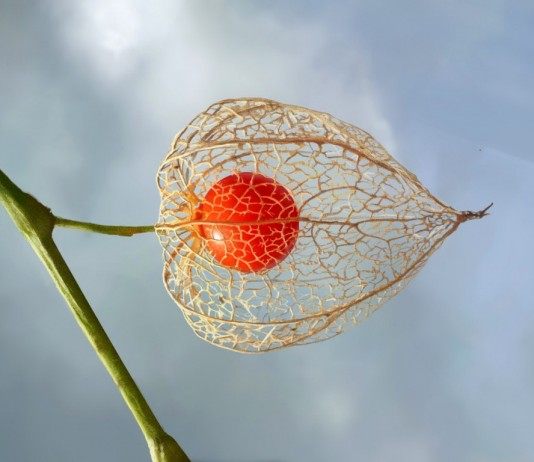 Физалис – вкусная ягода из «китайского фонарика» - Интернет-магазин «ГринМаркет» Физалис – вкусная ягода из «китайского фонарика»