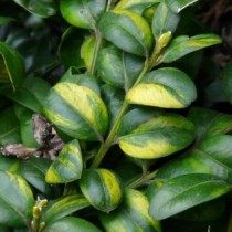 Самшит «Aureovariegata» Самшит «Aureovariegata»