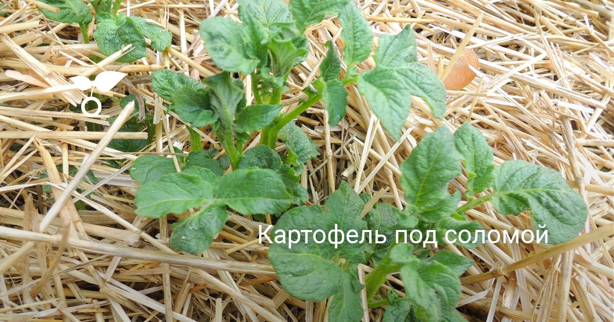 Как сажать картофель под солому