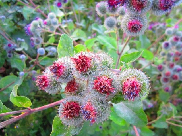 Лопух (Arctium) Лопух (Arctium)
