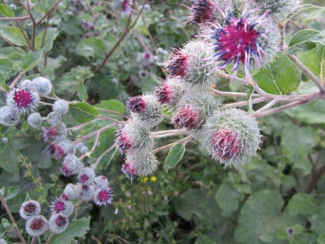 Лопух (Arctium) Лопух (Arctium)