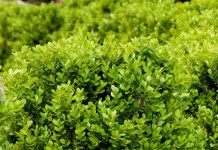 Самшит – вечнозеленое украшение сада - Блоги компаний Самшит
