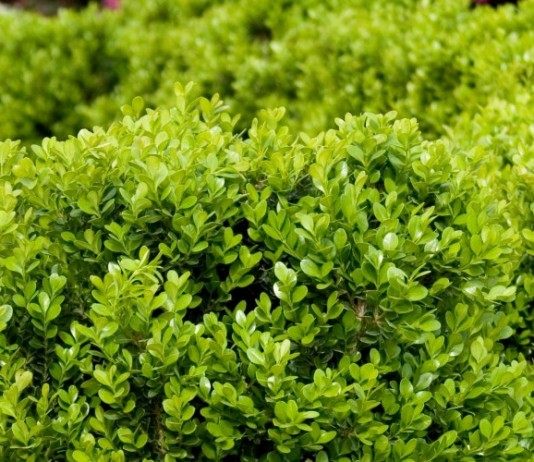 Самшит – вечнозеленое украшение сада - Интернет-магазин «ГринМаркет» Самшит