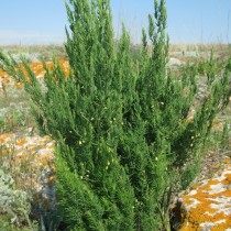 Аптечная спаржа (Asparagus) Аптечная спаржа (Asparagus)