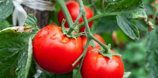 Томаты: поливать или не поливать? - Сад и огород Томаты: поливать или не поливать?