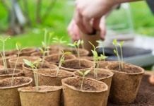 8 важных овощей, выращиваемых рассадой - Сад и огород Рассада овощей