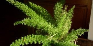 Аспарагус густоцветковый (Asparagus densiflorus)