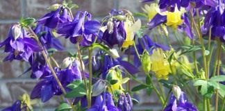 Аквилегия, или Водосбор, или Орлик (Aquilegia)
