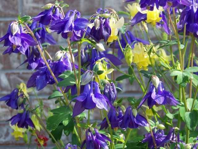 Аквилегия, или Водосбор, или Орлик (Aquilegia) Аквилегия, или Водосбор, или Орлик (Aquilegia)
