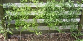 Стенки компостной кучи прикрыты тёрном