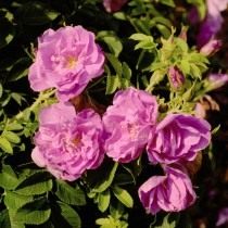 Роза, сорт 'Purple Rоadrunner' селекции Kordes Роза, сорт 'Purple Rоadrunner' селекции Kordes
