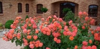 Роза, сорт 'Westerland' селекции Kordes