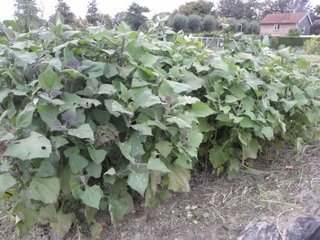 Якон (Smallanthus sonchifolius) Якон (Smallanthus sonchifolius)