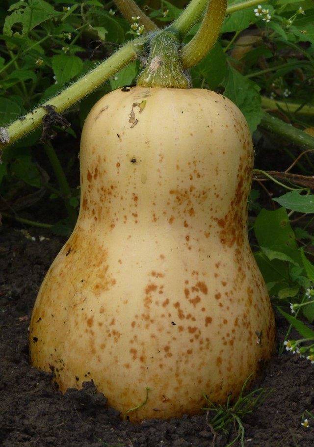 Тыква мускатная (ореховая) Сквош Тыква мускатная (ореховая) Сквош