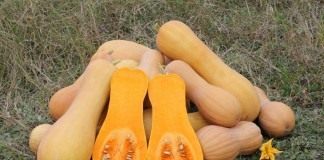 Тыква мускатная (ореховая) (Cucurbita moschata), сорт «Баттернат»