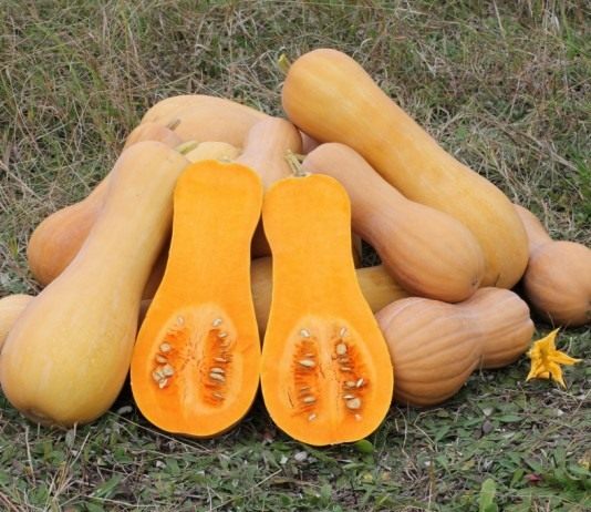 Этот удивительный сквош - Бахчевые культуры Тыква мускатная (ореховая) (Cucurbita moschata), сорт «Баттернат»