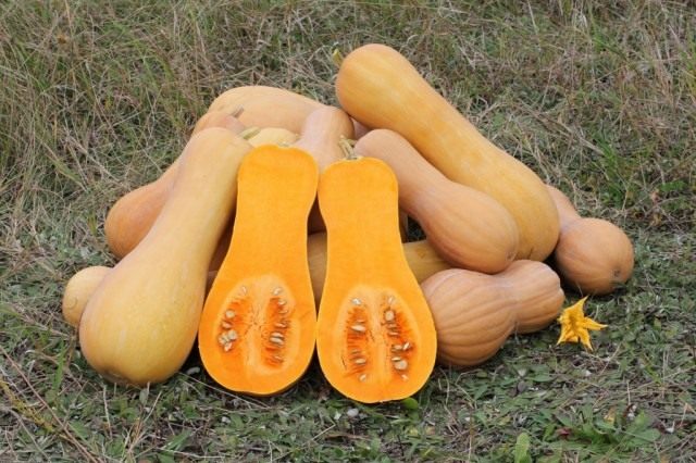 Тыква мускатная (ореховая) (Cucurbita moschata), сорт «Баттернат» Тыква мускатная (ореховая) (Cucurbita moschata), сорт «Баттернат»