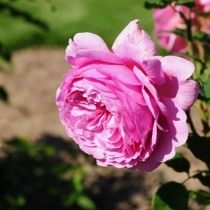 Роза, сорт 'Princess Alexandra of Kent' селекции Austin Роза, сорт 'Princess Alexandra of Kent' селекции Austin