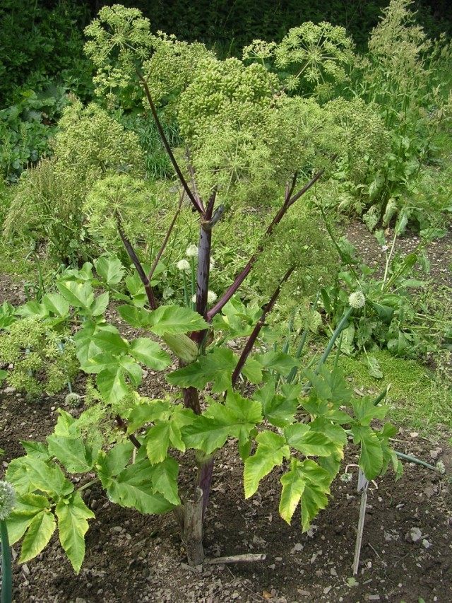Дягиль лекарственный Дягиль лекарственный
