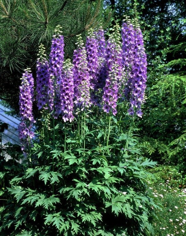 Дельфиниумы