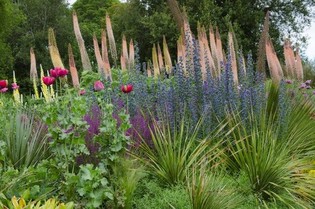 Эремерус в цветнике