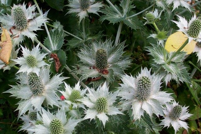 Синеголовник гигантский Синеголовник гигантский