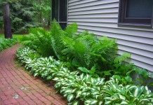 Самые эффектные садовые папоротники - Цветник и ландшафт Папоротники в ландшафте сада