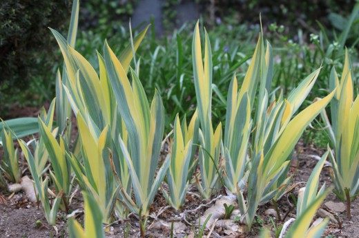 Ирис бледный (Iris pallida) Ирис бледный (Iris pallida)