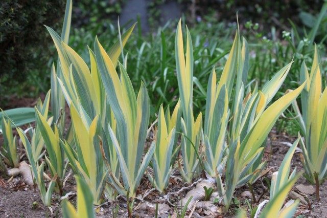 Ирис бледный (Iris pallida) Ирис бледный (Iris pallida)
