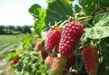 Логанберри — один из малино–ежевичных гибридов - Сад и огород Логанберри, Логанова ягода, или ягода Логана (Loganberry)