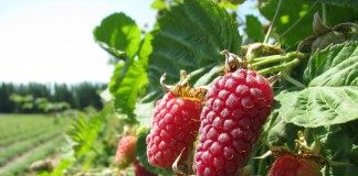 Логанберри, Логанова ягода, или ягода Логана (Loganberry)